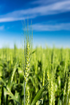 Close-up of an unripened green wheat head with dew drops  in a field with blue sky and clouds, East of Calgary; Alberta, Canada