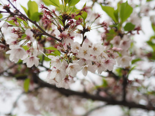 The full blooming cherry blossom in the park.