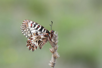 Fototapeta na wymiar Papilionidae / Güneyli Fisto / / Zerynthia polyxena