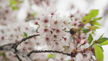 The full blooming cherry blossom in the park.