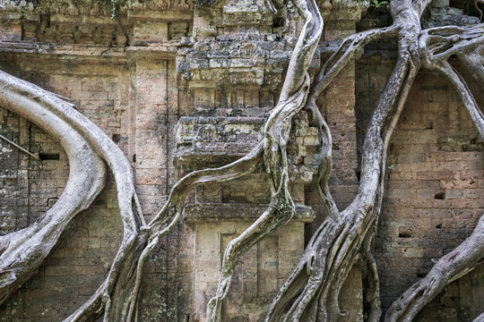 Prasat Chrey (Structure N18) engulfed by the roots of a fig tree in Prasat Sambor, the North Group, Sambor Prei Kuk; Kompong Thom, Cambodia