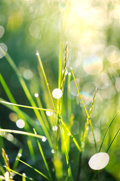 Close-up of blades of grass wet with water droplets reflecting sunlight; Whidbey Island, Washington, United States of America
