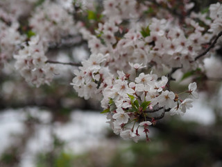 The full blooming cherry blossom in the park.
