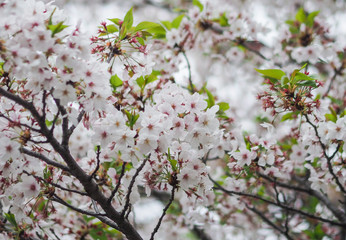 The full blooming cherry blossom in the park.