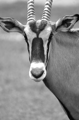 Gemsbock or gemsbuck (Oryx gazella) 
