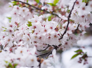 The full blooming cherry blossom in the park.