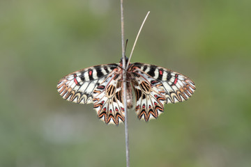 Papilionidae / Güneyli Fisto / / Zerynthia polyxena