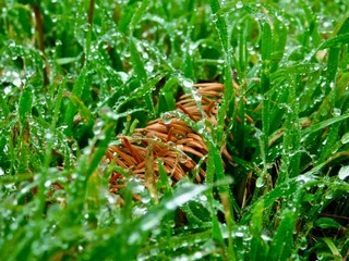 Green Wet Grass