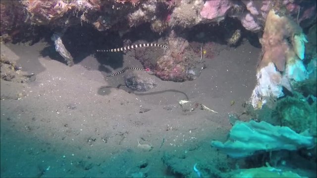 Geringelte Seenadeln