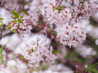 Fototapeta na wymiar The full blooming cherry blossom in the park.