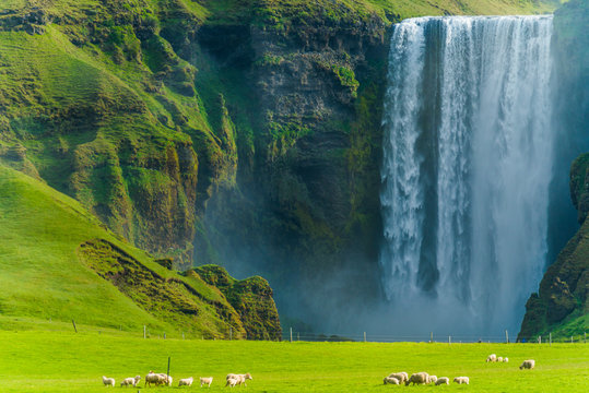 A flock of sheep grazing in a lush green field at Skogafoss waterfall; Skoga, Iceland