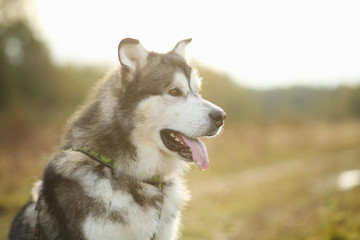 Close up big brown white purebred majestic Alaskan Alaska Malamute dog