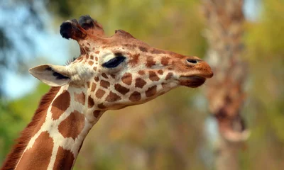 Fototapeten Die Giraffe (Giraffa camelopardalis) ist ein afrikanisches Paarhufersäugetier, die höchste aller an Land lebenden Tierarten und der größte Wiederkäuer. © Daniel Meunier