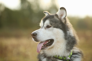 Close up big brown white purebred majestic Alaskan Alaska Malamute dog