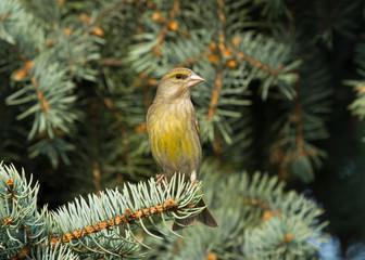 European greenfinch (Chloris chloris) sitting on the branch of fir tree