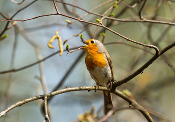 Robin (Erithacus rubecula) on the branch 