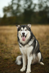 Front view at big brown white purebred majestic Alaskan Alaska Malamute