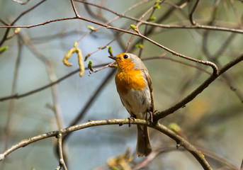 Fototapeta premium Robin (Erithacus rubecula) on the branch 