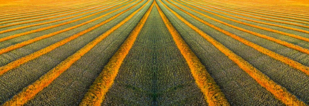 Artistic aerial views of canola harvest lines glowing at sunset; Blackie, Alberta, Canada