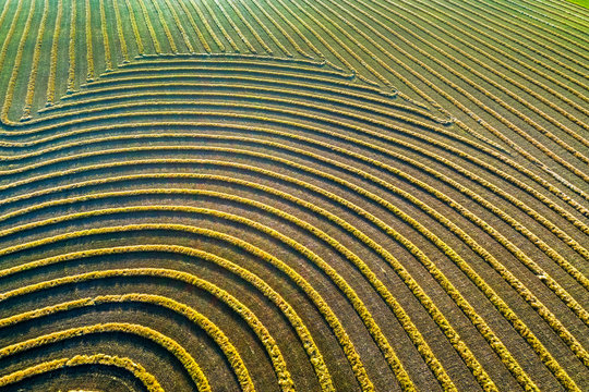 Aerial views of canola harvest lines glowing at sunset; Blackie, Alberta, Canada