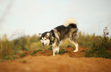 Close up big brown white purebred majestic Alaskan Alaska Malamute dog walking on the empty field in summer park