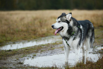Close up big brown white purebred majestic Alaskan Alaska Malamute dog on the empty field in summer park