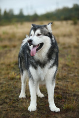 Big brown white purebred majestic Alaskan Alaska Malamute dog on the empty field in summer park
