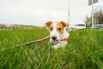 Jack Russell Terrier playing outside at grass and smiles