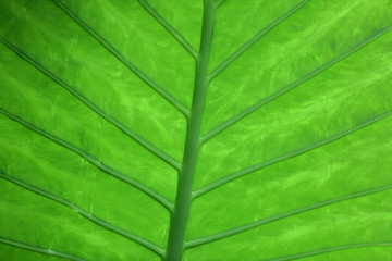 Thick juicy leaf of a large green plant