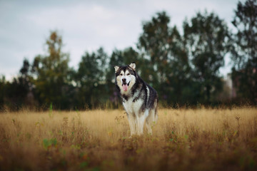 Big brown white purebred majestic Alaskan Alaska Malamute dog on the empty field in summer park