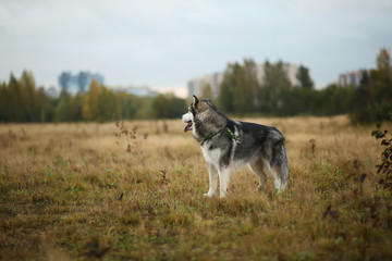 Big brown white purebred majestic Alaskan Alaska Malamute dog on the empty field in summer park