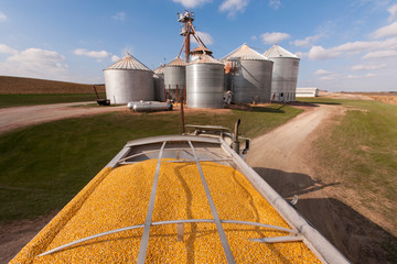 Grain truck loaded with corn at grain dryer and bin complex during corn harvest, near Nerstrand; Minnesota, United States of America