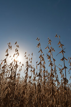 Soybean field ready for harvest, near Nerstrand; Minnesota, United States of America