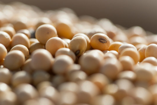 Close-up of soybeans (Glycine max); Minnesota, United States of America