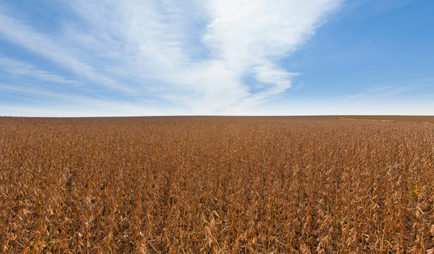 Soybean field ready for harvest, near Nerstrand; Minnesota, United States of America