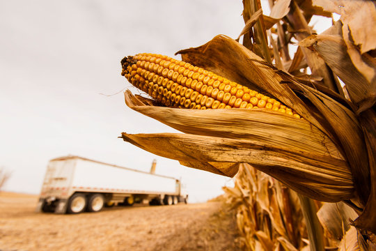 Ear of corn on a plant in a corn field ready for harvest  with a grain truck in the distance, near Nerstrand; Minnesota, United States of America