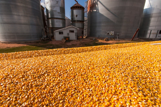 Grain Truck Loaded With Corn At Grain Dryer And Bin Complex During Corn Harvest, Near Nerstrand; Minnesota, United States Of America