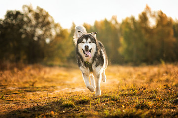Big brown white purebred majestic Alaskan Alaska Malamute dog walking on the empty field in summer park
