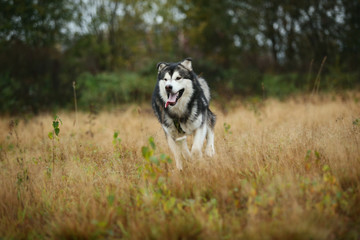 Big brown white purebred majestic Alaskan Alaska Malamute dog walking on the empty field in summer park