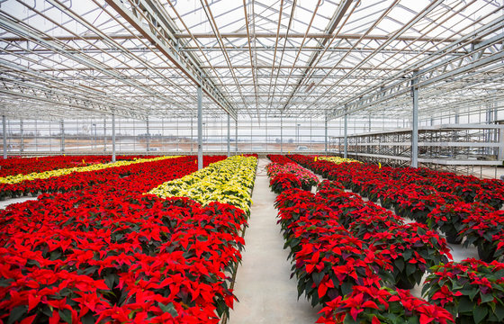 Rows of multi-coloured poinsettias that were grown in a greenhouse operation nearing the Christmas season; St. Albert, Alberta, Canada