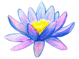 Blue pink water lily. Hand drawn watercolor illustration. Isolated on white background.