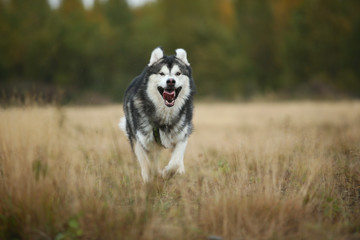 Big brown white purebred majestic Alaskan Alaska Malamute dog walking on the empty field in summer park
