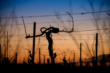 Dawn in the vineyards. Colorful evening sky after the sunset with the silhouette of vine grapevines