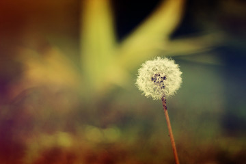 dandelion on green background