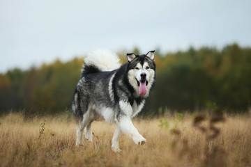 Big brown white purebred majestic Alaskan Alaska Malamute dog walking on the empty field in summer park
