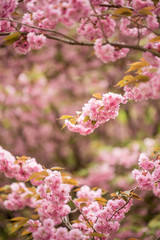 Cherry blossom tree branches and flowers with soft focus and shallow depth of field. Natural background in pink and white pastel colors with copy space. Sakura season in april