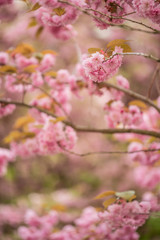 Obraz premium Cherry blossom tree branches and flowers with soft focus and shallow depth of field. Natural background in pink and white pastel colors with copy space. Sakura season in april