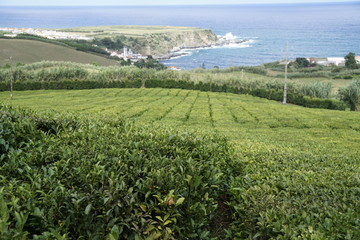 Tee Plantage auf den Azoren