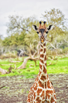 Picture of a giraffe looking straight at the camera in Selous Game reserve in Tanzania, Africa.
