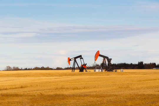 Working pumpjacks in the middle of a golden wheat field, post harvest; Edmonton, Alberta, Canada